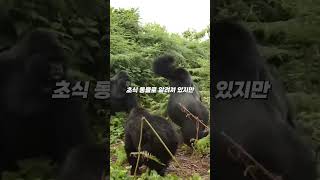 실버백의 파워