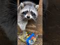 Rescue Raccoons Finally Have A Home l The Dodo