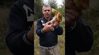 Белый Гриб Великан 👍😮. Huge porcini mushroom. #shorts