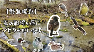 【野鳥撮影】春の戦場ヶ原にノビタキがいたよ