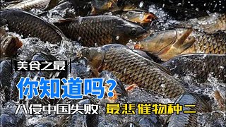 【美食之最】9种最悲催入侵物种，被中国吃货吃到需要养殖二【美食之最】9種最悲催入侵物種，被中國吃貨吃到需要養殖二#美食 #烹饪 #家常菜 #做菜 #小吃 #科普 #涨知识 #食材 #冷知识 #小知识