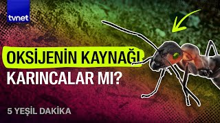 Karıncaların çalışkanlığının sırrı ne? | 5 Yeşil Dakika