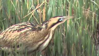 Bittern booming at  RSPB Minsmere