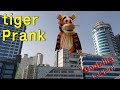 Tiger Prank 