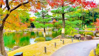 4K Japan Walk - Beautiful Japanese Garden in Nagoya (Tokugawaen) | Koi Fish | Nagoya Winter 2020