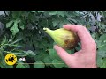 தோட்டத்தில் வளர்த்து அத்திப்பழம் அறுவடை how to grow and harvest delicious figs in your backyard