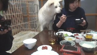 【秋田犬ゆうき】お兄ちゃんたちと一緒の朝食はサークルの中でじっとしてなんていられない【akita dog】