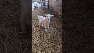 Baby Fainting Goat #faintinggoats #babygoats #farm #ontario #canada #goats #fainting #shorts