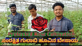 protected Rose Cultivation (ಸಂರಕ್ಷಿತ ಗುಲಾಬಿ ಹೂವು ಬೇಸಾಯ)#agriculture #horticulture #rosefarming