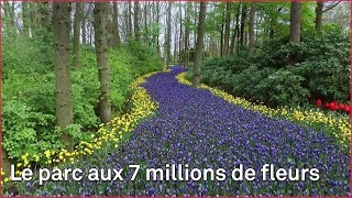 Keukenhof, le plus beau parc floral d'Europe