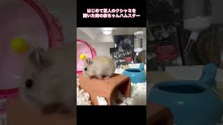 🐹はじめて人間のクシャミを聞いた赤ちゃんハムスターの反応