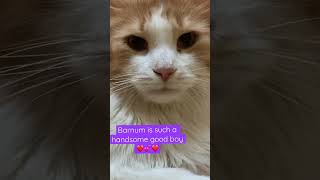 Barnum a very well mannered boy he has a handsome face ❤️
