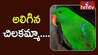 ఓ చిలుకమ్మ అలక .... ఏడుకొండలవాడి సన్నిధిలో | Parrots in TTD | hmtv Telugu News