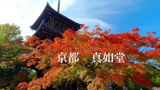 2021年11月8日　京都　真如堂の紅葉の風景