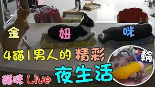 貓咪Live實況#240 用貓草嗨起來了！四貓一男人的精彩夜生活～呼嚕、踏踏、拉拉全收錄 20191029 (MiMi醬＆黑妞＆阿金＆黑輪歐戀)