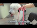 how to use the dog harness