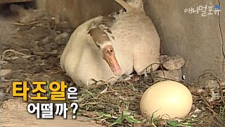 거위는 자기 알과 남의 알을 구별 못한다?｜KBS 애니멀 스펀지 070707 방송