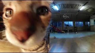 [360Today] 재미있고 귀여운 고양이 영상모음! (Funny and cute cat video collection!)