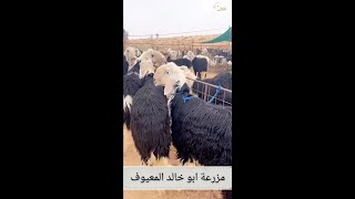 زيارة مزرعة ابو خالد المعيوف