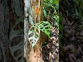 Finding a monstera obliqua in the Forest