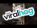 Horse Can Smile on Command || ViralHog