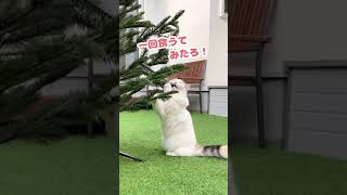 なんで結構しがんだ後にゆうてきとんの？【おしゃべりする猫】 #Shorts 【猫アテレコ】