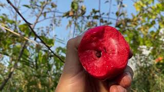 Jumbo Pomm and Redlove Odysso Apple Backyard Orchard Taste Test