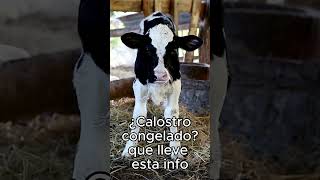 ¿Sabes cómo manejar el calostro pasteurizado congelado?