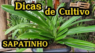 DICAS DE CULTIVO ORQUÍDEA \