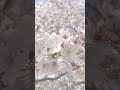 【お花見スポット🌸】雲南市・三刀屋川河川敷 桜 sakura 桜スポット japan 雲南市 short