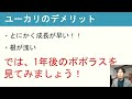 この３つさえ気を付ければ後悔しない！ユーカリを楽しむ3つの秘訣【ユーカリ植えて1年後の写真付き】