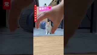 【子猫チャレンジ】呼んだら来るか！？ shorts #ちゃるる #cat