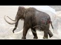 the amazing elephant part 1