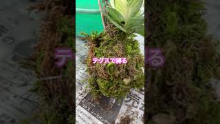 【苔玉】 #お正月飾り　#苔玉　#松　#葉牡丹　#お正月　葉牡丹と松で、お正月飾りをつくってみました　#shorts