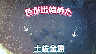 【金魚】土佐錦魚の色が出始めた