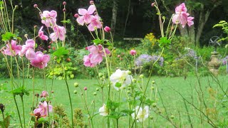 小さな窓の花ごよみ 2009 朝靄のバラクラガーデン 後編 ♪溢れる愛のなかでも～永遠に ♪