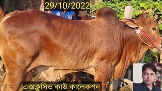 এক্সক্লুসিভ নিউ কালেকশন Mrittika dairy একদম কম দামে গরু কেনার সুবর্ন সুযোগ