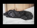 やんちゃな天使４ヶ月期「アメコカひじきとの生活」アメリカンコッカースパニエルの動画。american cocker spaniel vlog【アメコカ】【仔犬】【パピー】