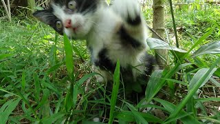 Kittens playing and frolicking in the garden