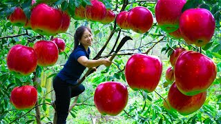 Harvesting Apple Goes To Market Sell | Cooking And Gardening | Lý Hương Song