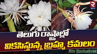 Brahma Kamalam In Parvatipuram | బ్రహ్మకమలం వికసించింది | Rtv Exclusives