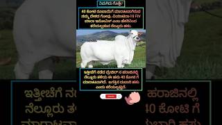 ನೆಲ್ಲೂರು ತಳಿಯ ಈ ಹಸು 40 ಕೋಟಿ ಗೆ ಮಾರಾಟವಾಗಿದೆ. #kannadabeatbox #kannada #ytshorts #trending #reels