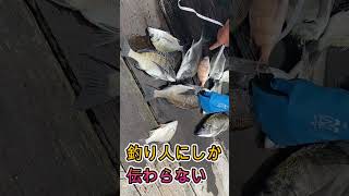 釣り人にしか伝わらない至福の瞬間　#かかり釣り #チヌ #shorts