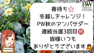 【PW冬越しチャレンジ❄春まちガーデニング】全10品種ご紹介