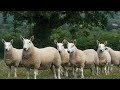 hyfforddiant barnu defaid north county cheviot