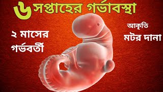 ৬ সপ্তাহ গর্ভাবস্থায় শিশুর গঠন/6 weeks pregnancy bangla/২ মাসের গর্ভবর্তী/6 weeks pregnant