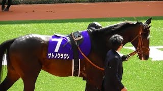 サトノクラウン、大阪杯のパドック。阪神競馬場、現地映像