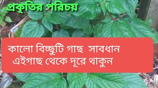 ### কালো বিচ্ছুটি  গাছ ###