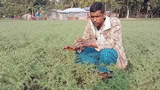 ছোলা চাষ করার নিয়ম | কিভাবে ছোলা চাষ করলে ভালো ফলন পাওয়া যায় | ভালো মানের ছোলার বিজ