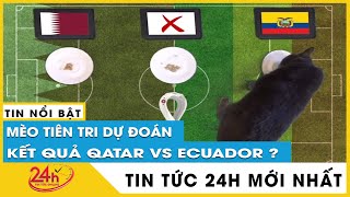 Mới nhất Mèo tiên tri dự đoán kết quả Qatar vs Ecuador | TV24h